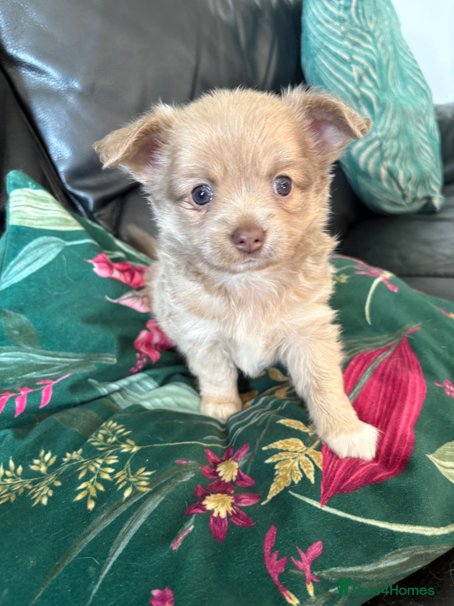 Chihuahua dogs Stunning Long Haired Male Chihuahua Puppies - Advert 22