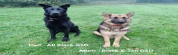 German Shepherd dogs for sale: Rare All-Black Blue-eyed GSD - Parents owned - Advert 5
