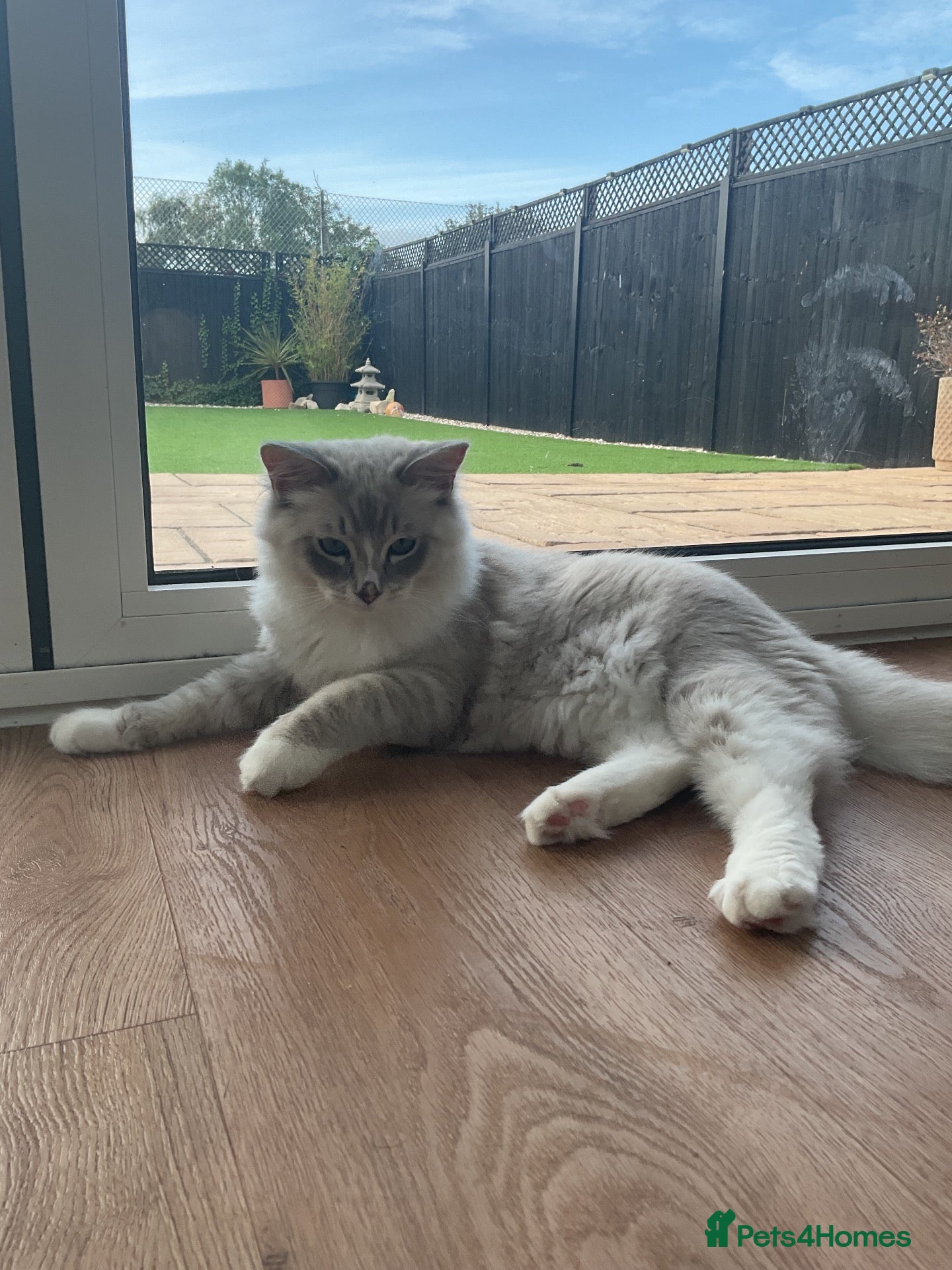 Ragdoll cats Beautiful 5 month old Mink Lynx Ragdoll - Advert 1