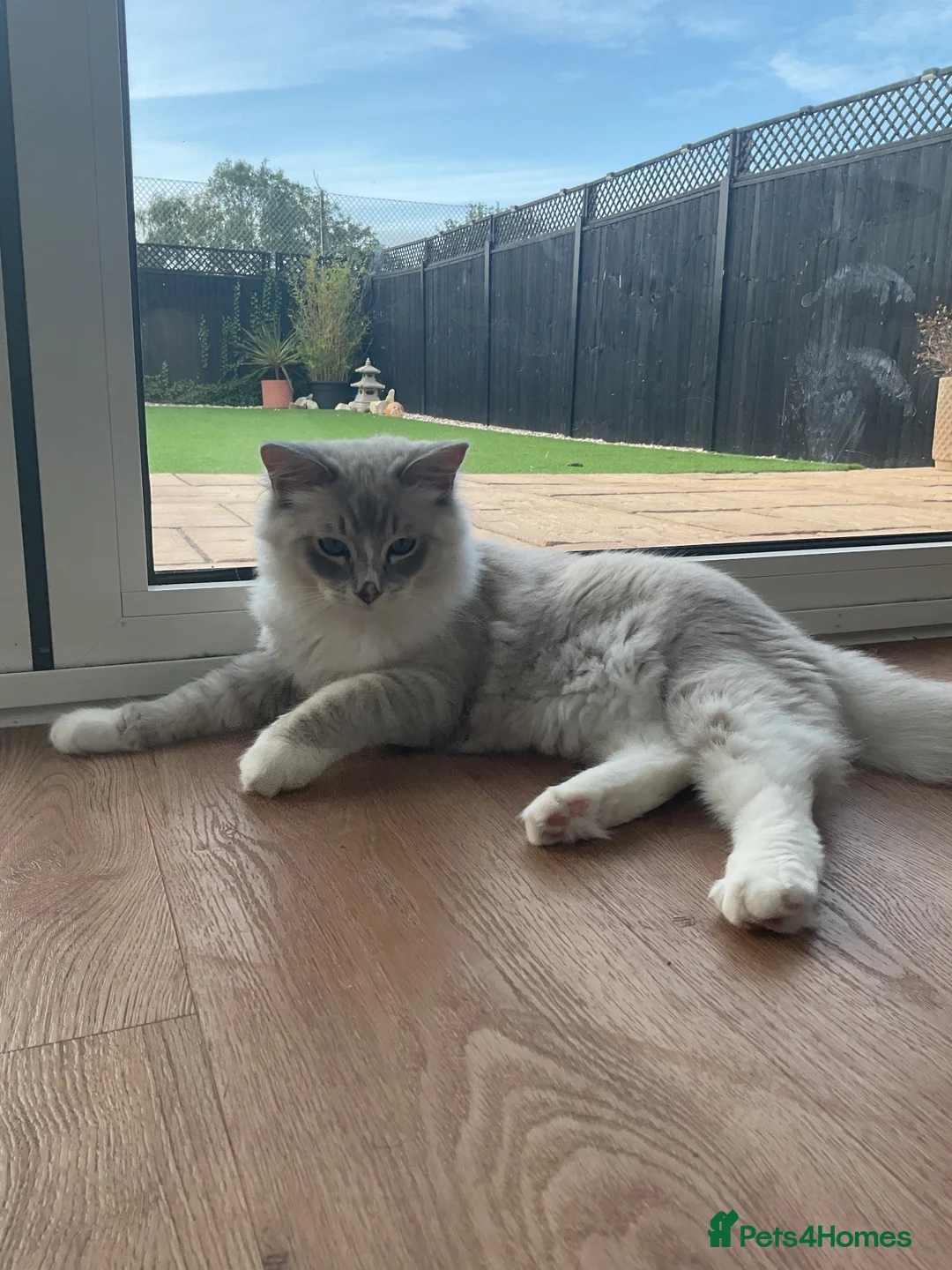 Ragdoll cats for sale: Beautiful 5 month old Mink Lynx Ragdoll - Advert 1