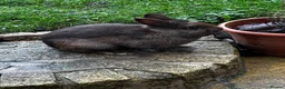 Netherland Dwarf rabbits for sale: Chocolate Netherland dwarf male  in Bradford - Advert 2