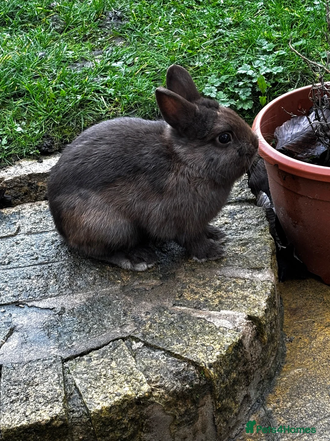 Netherland Dwarf rabbits for sale: Chocolate Netherland dwarf male  in Bradford - Advert 2