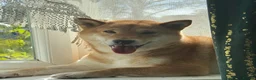 Japanese Shiba Inu dogs for sale: Shiba Inu puppies  - Advert 6