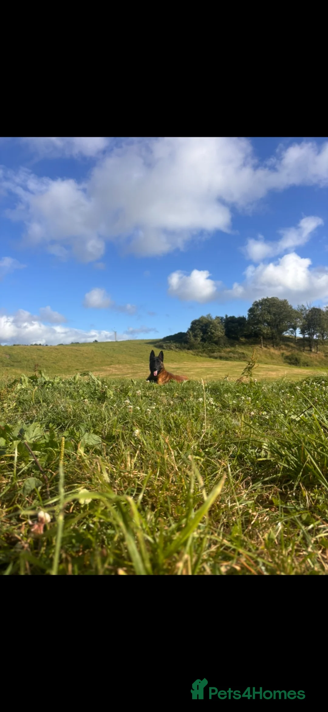 Belgian Shepherd Dog dogs for sale: Cosmo! - Advert 2