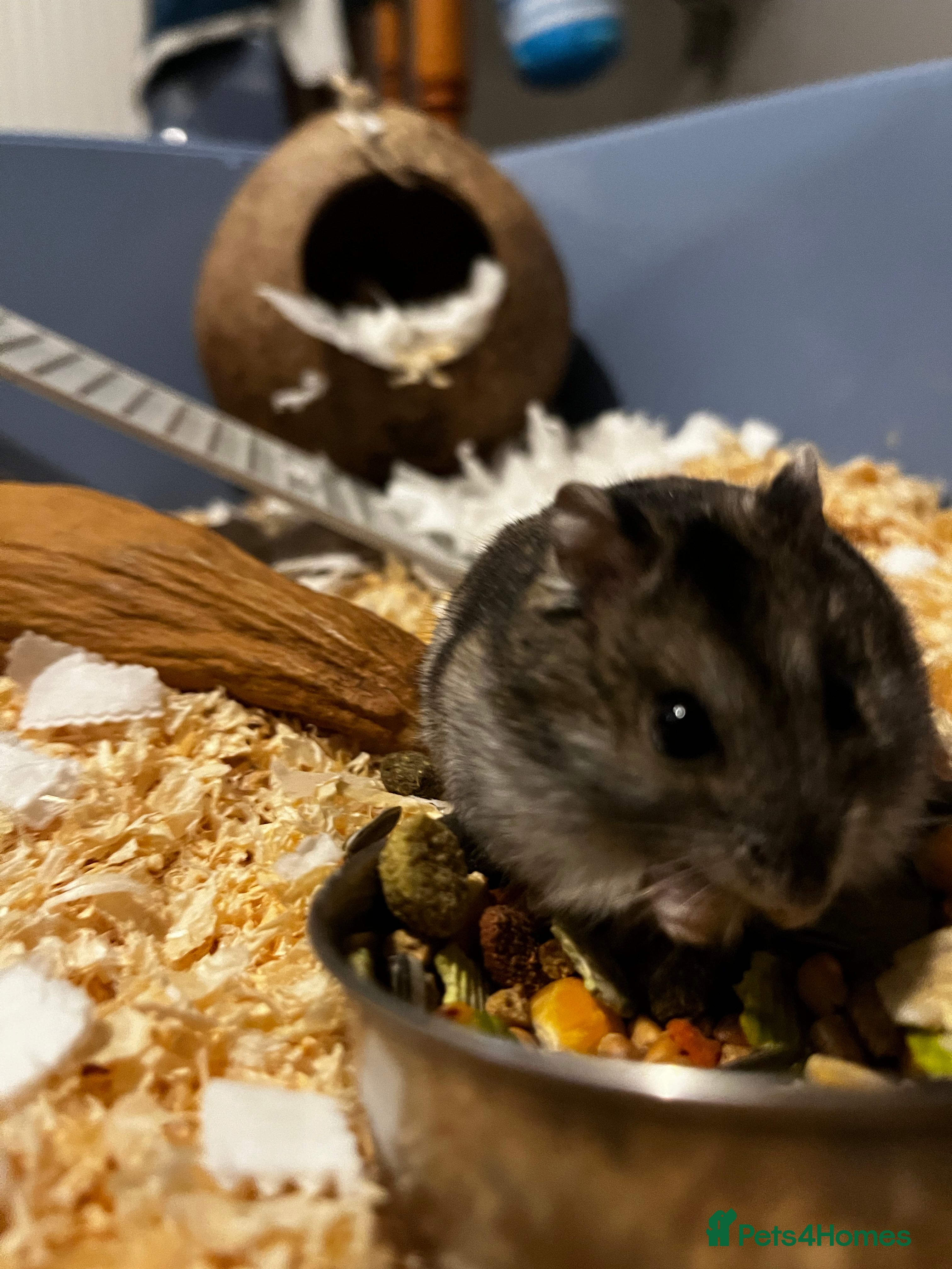 Hamster rodents Hamster  - Advert 11