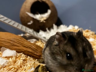 Hamster rodents Hamster - Advert 1