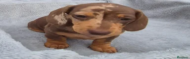 Miniature Dachshund 1 