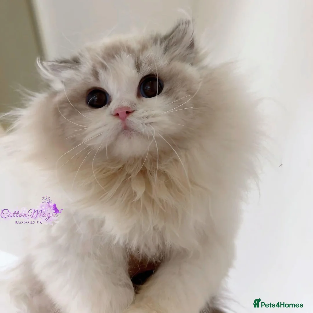 Ragdoll cats for sale: Exquisite High-End Quality Ragdolls Lynx / Bicolor - Advert 6