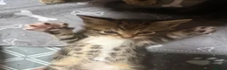 Domestic Shorthair cats for sale: Kittens in Huntly - Advert 3