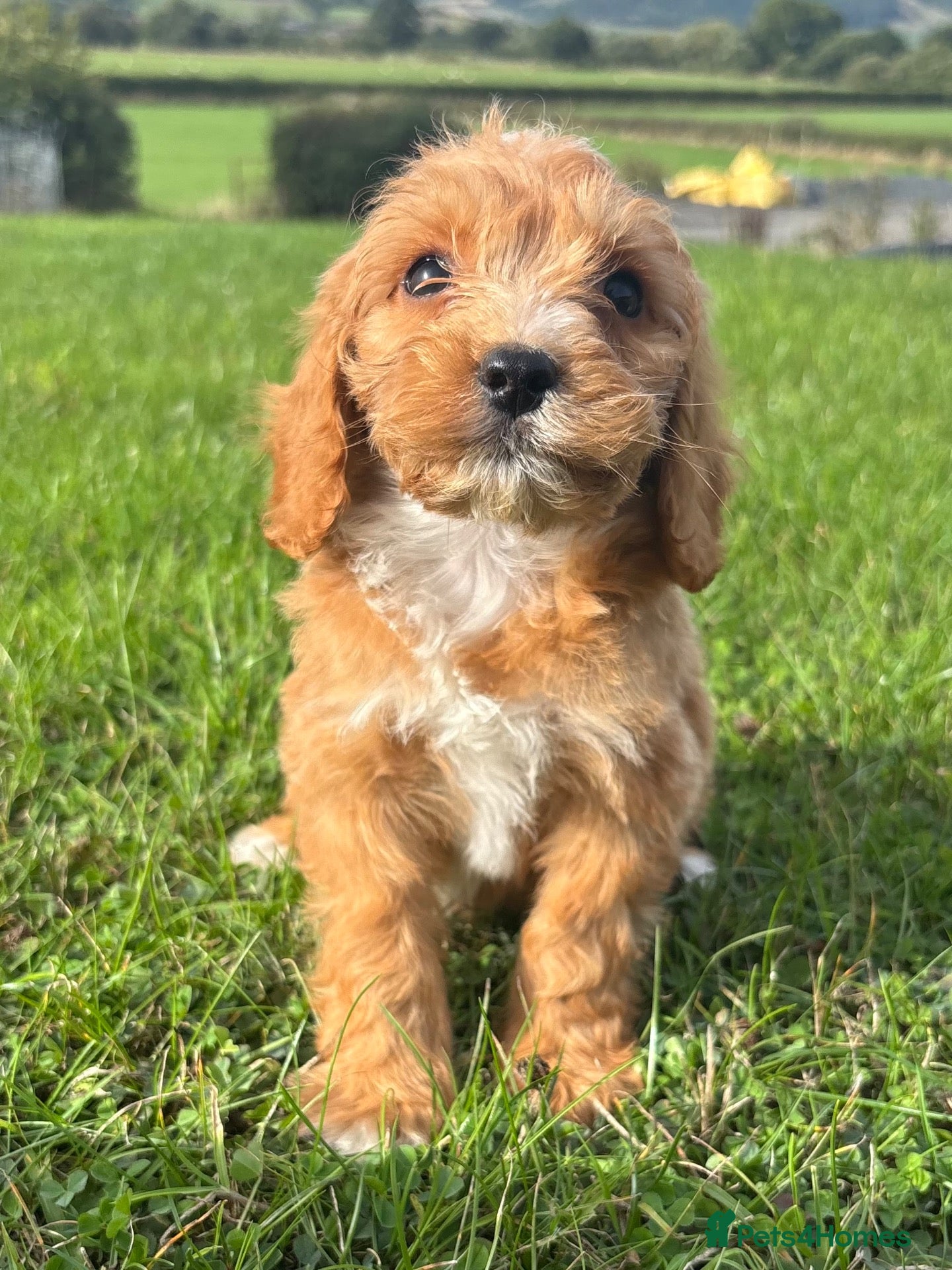 Cockapoo dogs F1 Cockapoo Puppies KC Parents DNA Tested Dad - Advert 7