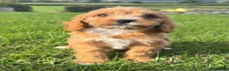 Cockapoo dogs for sale: F1 Cockapoo Puppies KC Parents DNA Tested Dad - Advert 1