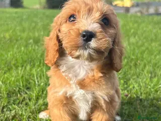 Cockapoo dogs F1 Cockapoo Puppies KC Parents DNA Tested Dad - Advert 7