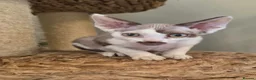 Devon Rex cats for sale: Devon Rex Kittens - Advert 4