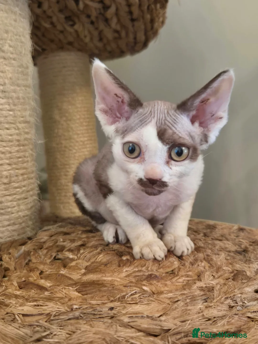 Devon Rex cats for sale: Devon Rex Kittens - Advert 4