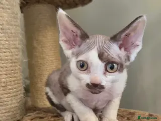 Devon Rex cats Devon Rex Kittens - Advert 7
