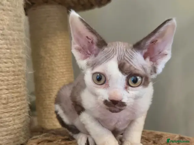 Devon Rex cats Devon Rex Kittens - Advert 7