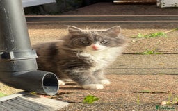 Mixed Breed cats for sale: Fluffy beautiful kitten - Advert 7