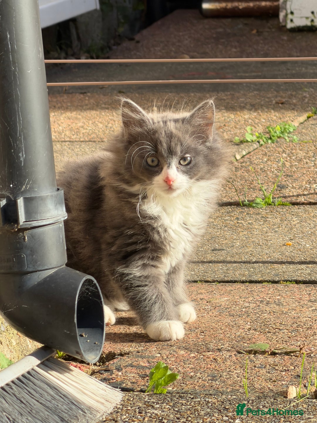 Mixed Breed cats for sale: Fluffy beautiful kitten - Advert 7