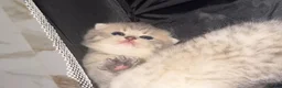 Scottish Fold cats for sale: Scottish Fold x Pedigree British Shorthair Kittens in Tipton - Advert 1