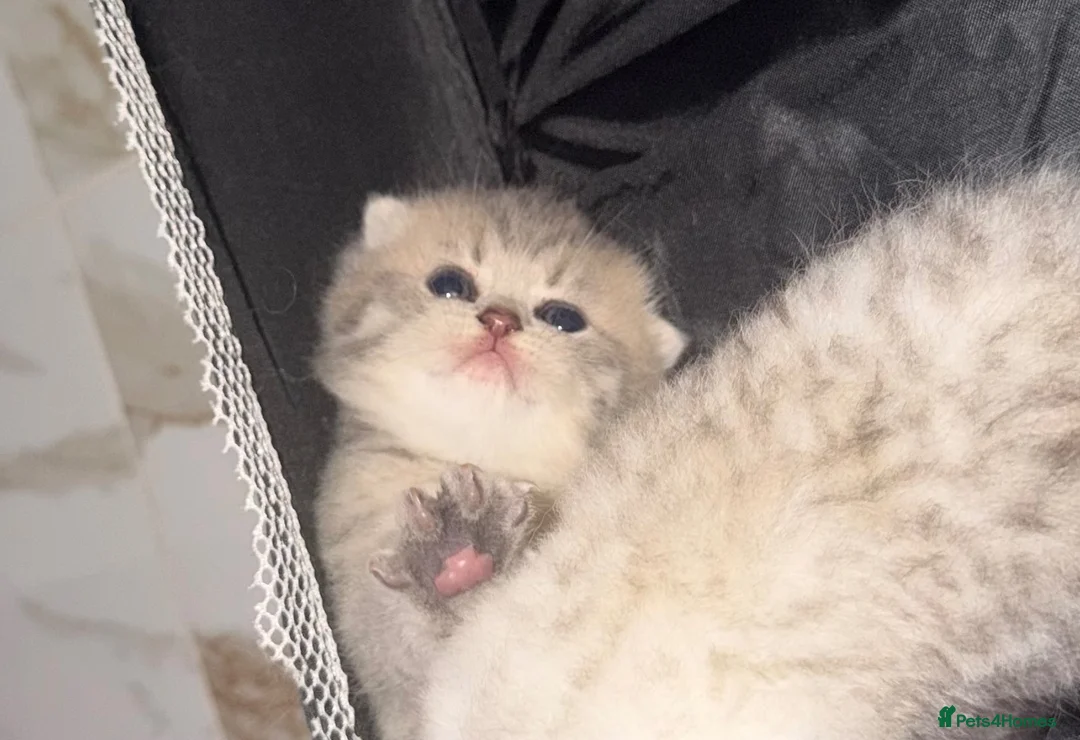 Scottish Fold cats for sale: Scottish Fold x Pedigree British Shorthair Kittens in Tipton - Advert 1