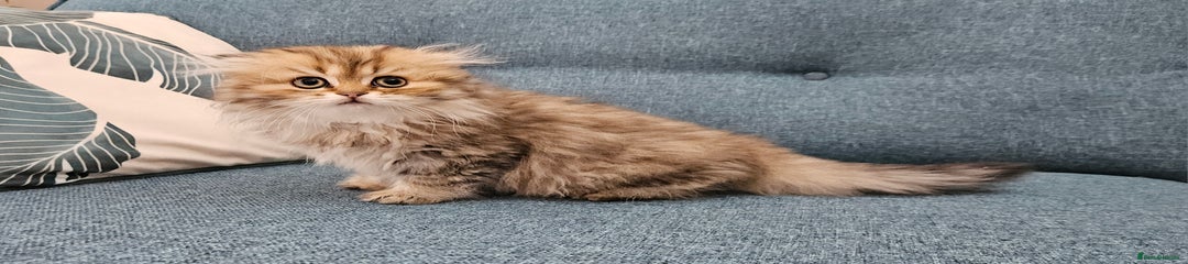 Scottish Fold Kitten 1