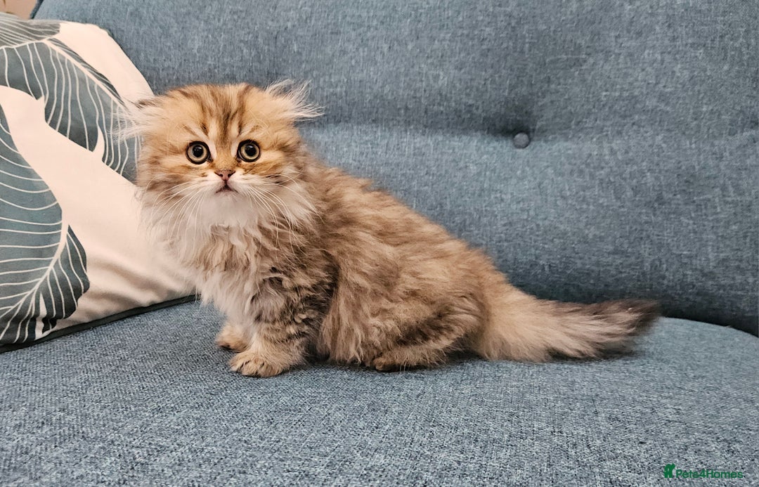 Scottish Fold cats for sale: Excellent Scottish fold kittens  - Image 7