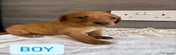 Labrador Retriever dogs for sale: KC LABRADOR PUPPIES - Advert 10