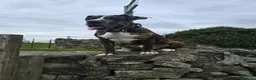 Mixed Breed dogs for stud: Cane corso x alpha blue blood american bulldog - Advert 5