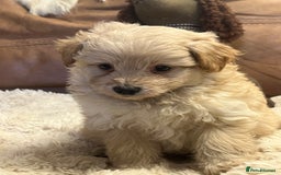 Pomapoo dogs for sale: stunning confident types - Image 4