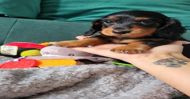 Dachshund dogs KC Miniature Dachshund  - Advert 9