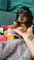 Dachshund dogs KC Miniature Dachshund - Advert 9