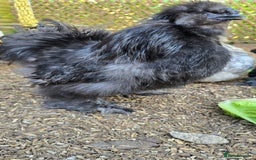 Chickens poultry for sale: 2 friendly silkie x gold laced pekin bantams - Image 2