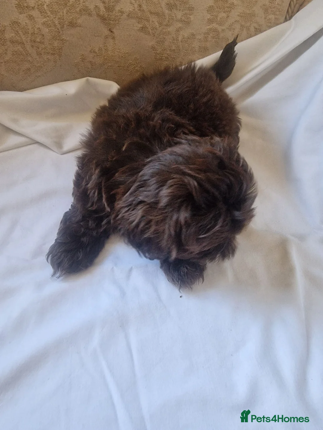 Shih Tzu dogs for sale: Shitzus puppies  - Advert 2