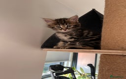 Mixed Breed cats for sale: 4 female kittens for sale - Image 5
