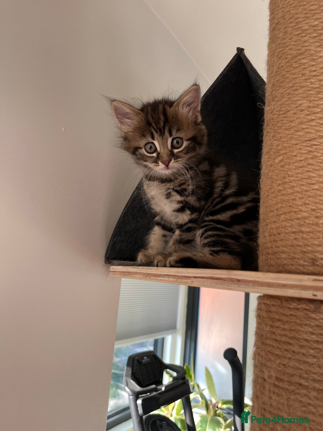 Mixed Breed cats for sale: 4 female kittens for sale - Image 5