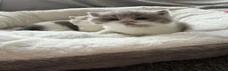 British Shorthair cats for sale: GCCF BSH Lilac Bilcolour chunky 🐱  - Advert 12