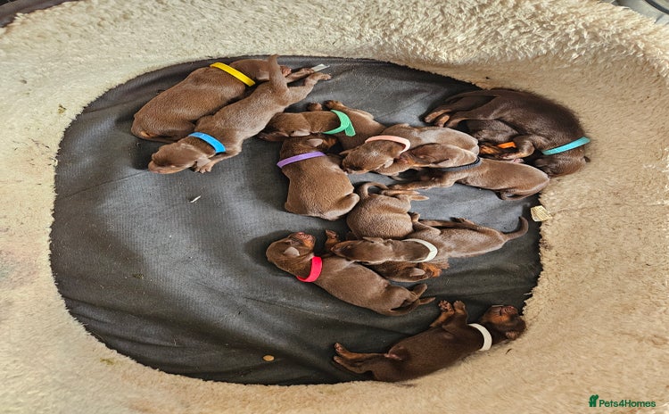 Dobermann dogs - Advert 1
