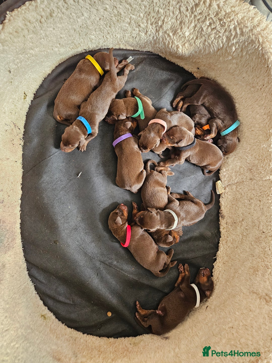 Dobermann dogs for sale: Doberman Puppies For Sale with FREE pet insurance - Image 1
