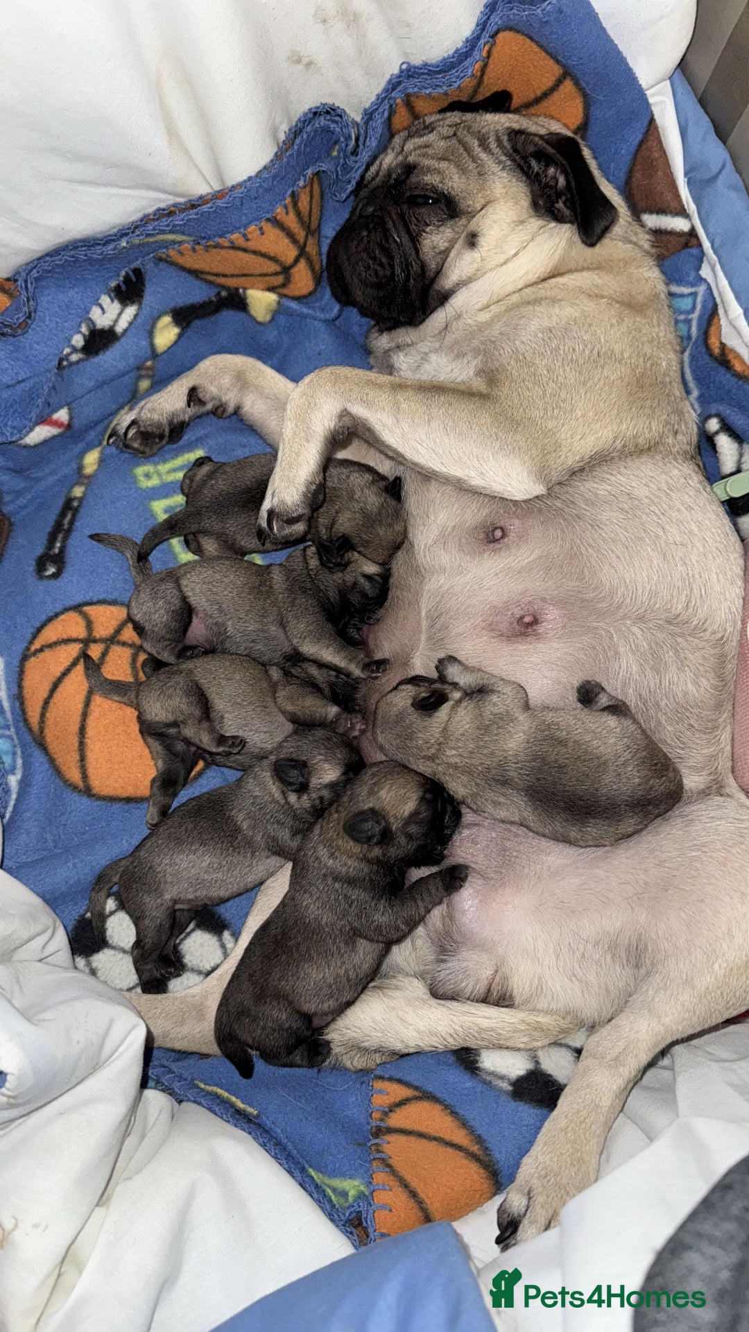 Pug dogs for sale: Adorable Pug Puppies For Sale  - Image 1