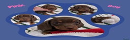 Miniature Dachshund dogs for sale: KC Reg miniature smooth hair daschund boy pups - Advert 10