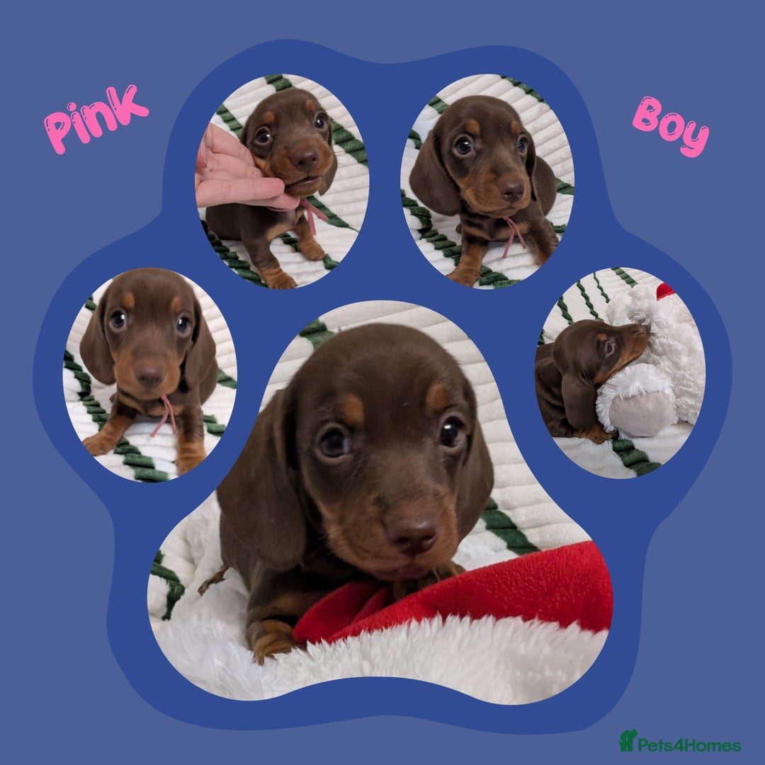 Miniature Dachshund dogs for sale: KC Reg miniature smooth hair daschund boy pups - Advert 10