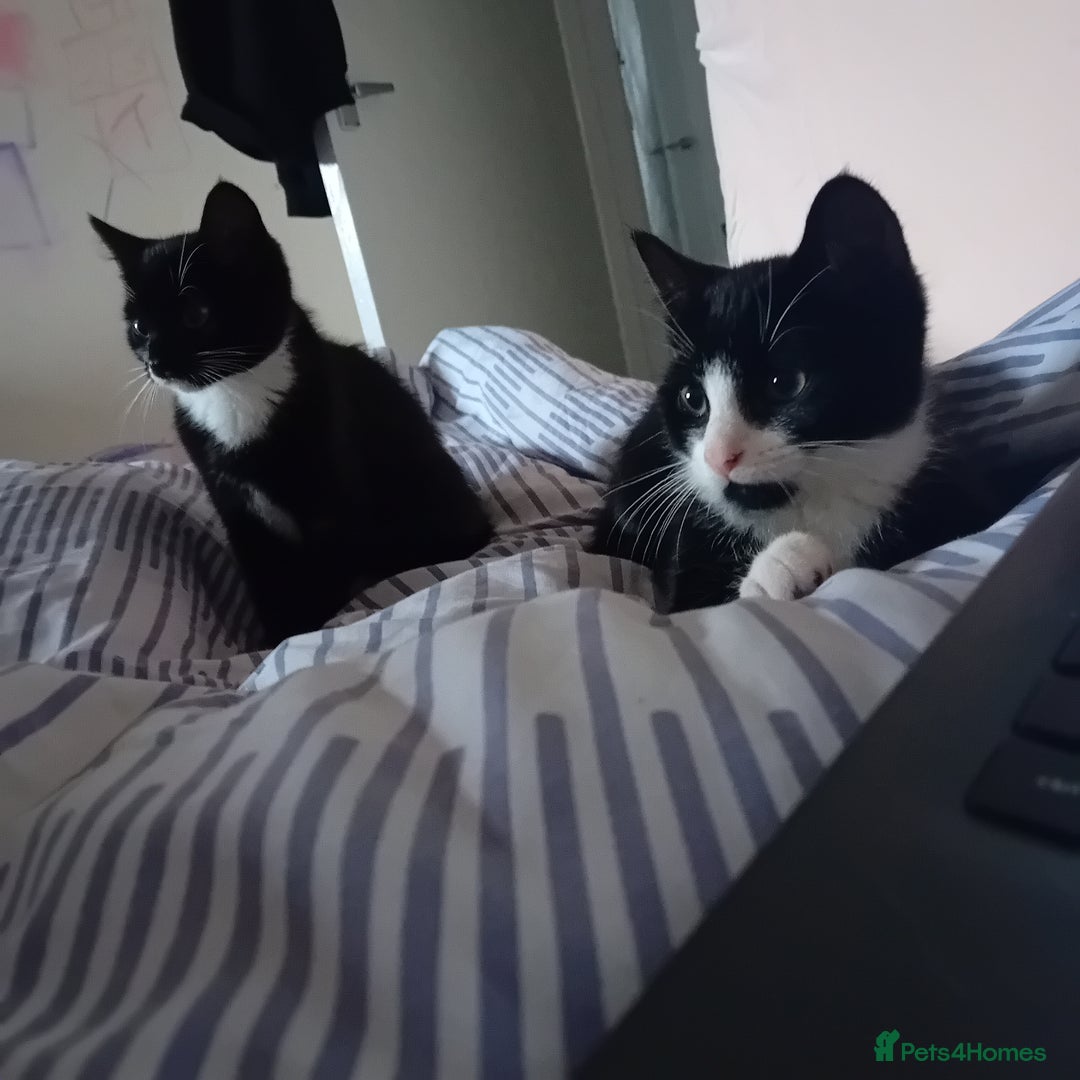 Mixed Breed cats for sale: 2 beautiful kittens - Advert 4