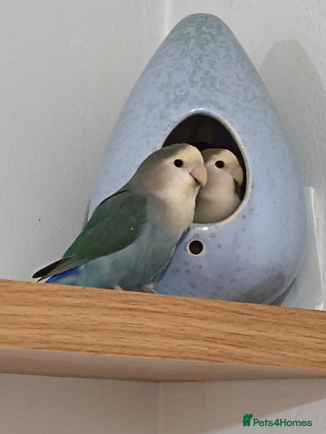 Lovebirds birds for sale: Lovey & Shadow, The Feathered Romeo and Juliet - Image 2