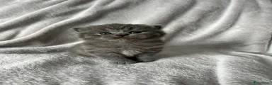 Blue male (no collar)