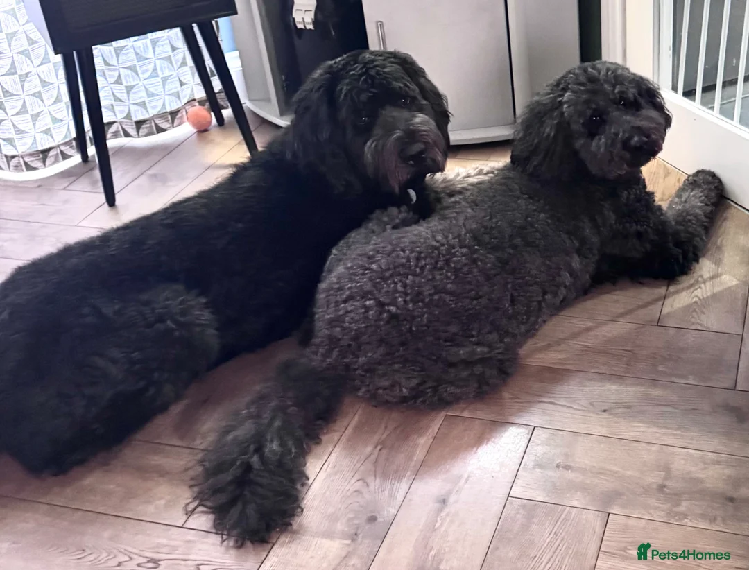 Newfypoo dogs for sale: 8 Beautiful F1 Newfypoo Puppies  in Dorchester - Advert 10