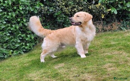Golden Retriever dogs for stud: Cesarka Golden Retrievers in Conwy - Image 4