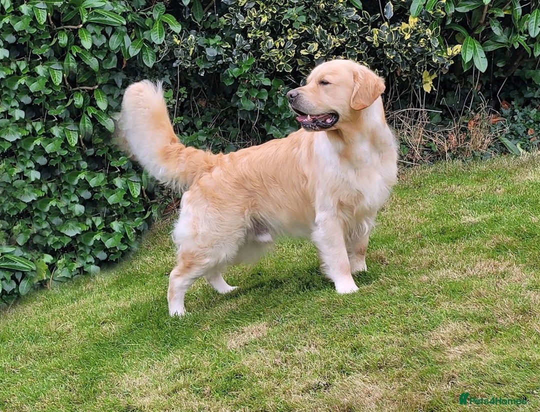 Golden Retriever dogs for stud: Cesarka Golden Retrievers in Conwy - Image 4