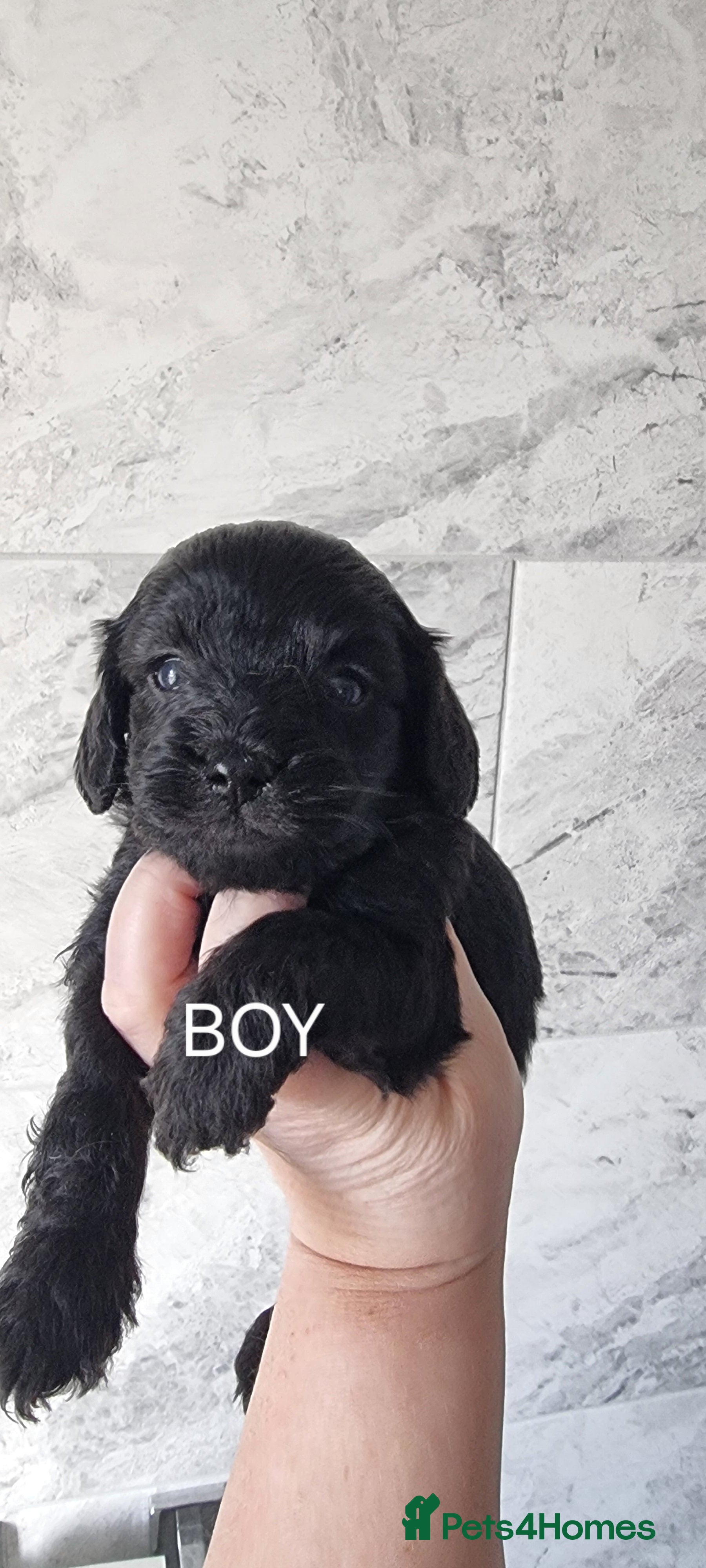 Cavapoo dogs Toy f1 cavapoos READY NOW  - Advert 13