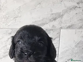 Cavapoo dogs Toy f1 cavapoos READY NOW - Advert 13