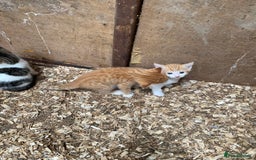 Mixed Breed cats for sale: Adorable Kittens  - Image 7